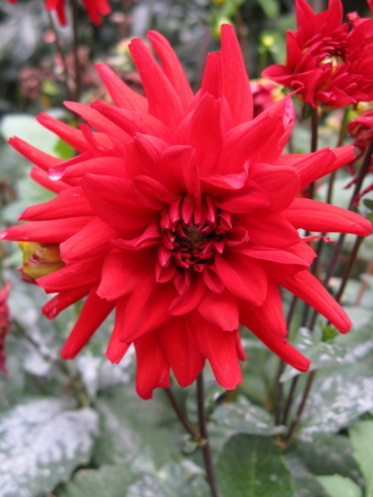 Angry Red Flower